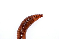 Common earthworm (Lumbricus terrestris) Crete, Greece Meetyourneighbours.net project