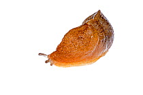 European orange slug (Arion ater) orange grey form, Crete, Greece. Meetyourneighbours.net project