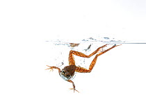 Iberian frog (Rana iberica) swimming, split level shot, Portugal, July. Meetyourneighbours.net project