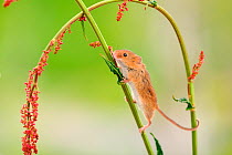 Harvest mouse (Micromys minutus) on stalk, West Country Wildlife Photography Centre, captive, June.