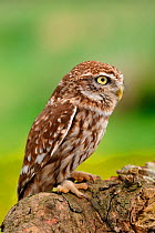 Little owl (Athene noctua) on tree trunk, West Country Wildlife Photography Centre, captive, June.