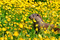 European otter (Lutra lutra) in buttercups, West Country Wildlife Photography Centre, captive, June.