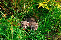 Two European polecat kittens (Mustela putorius) in grass, West Country Wildlife Photography Centre, captive, July.