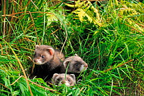 Three European polecat kittens (Mustela putorius) in grass, West Country Wildlife Photography Centre, captive, July.