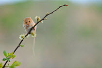 Harvest mouse (Micromys minutus) on stalk, Devon Wildlife Photography Centre, captive, May.