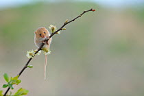 Harvest mouse (Micromys minutus) on stalk, Devon Wildlife Photography Centre, captive, May.