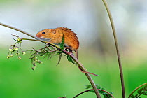 Harvest mouse (Micromys minutus) climbing plant  stalk, Devon Wildlife Photography Centre, captive, May.