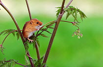 Harvest mouse (Micromys minutus) on plant  stalk, Devon Wildlife Photography Centre, captive, May.