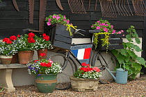 Bicycle and pots of flowers in garden, Norfolk, England, UK, July.