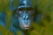 Bonobo (Pan paniscus) captive, portrait, occurs in the Congo Basin.  Leaves digitally added.