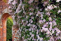 Clematis (Clematis montana) in flower growing over archway in walled garden,  Norfolk, England, UK, June.