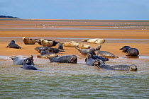 Common Seals (Phoca vitulina) hauled out on sand bank at Blakeney Point, Norfolk, England, UK, August.