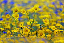 RF- Corn Marigold (Chrysanthemum segetum) and Cornflowers (Centaurea) in flower, July. England, UK. (This image may be licensed either as rights managed or royalty free.)