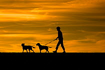 Man walking dogs on Dunwich beach, Suffolk, August.