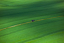 Group of hikers walking though cereal crop, England, UK