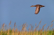 Gadwall (Anas strepera) in flight over marshes, England, UK, July.