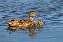Gadwall (Anas strepera) and young  in freshwater creek, Cley, Norfolk, England, UK, August.