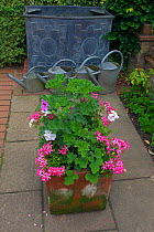 Gereraniums in terracotta container with decorative water tank and watering cans, England, UK, June.