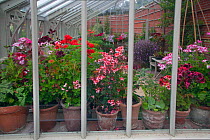 Geraniums in greenhouse, England, UK, June.