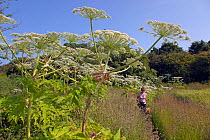 Giant Hogweed (Heraculum mantegazziamum) growing near the sea, with woman walking dog in distance, Norfolk, England, July 2013.