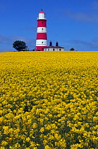 Lighthouse and Oilseed rape (Brassica napus) Happisburgh, Norfolk, UK, June 2013.