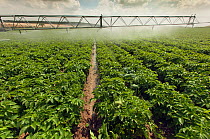 Irrigation on potato field, Norfolk, UK, July