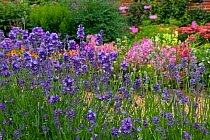 Lavender (Lavandula angustifolia) in garden border, England, UK, July.