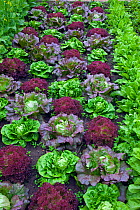 Different Lettuce varieties growing  in vegetable patch, England, UK, June.