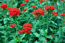 Maltese Cross Flowers (Lychnis chalcedonica) in herbaceous bed, England, July