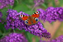 Peacock Butterfly Inachis io on garden buddeia
