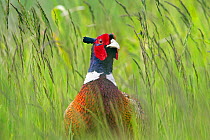 RF- Male Pheasant (Phasianus colchicus) in spring, Norfolk, England, UK, June. (This image may be licensed either as rights managed or royalty free.)