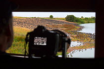 Camera set up at window of hide, to photograph Oystercatchers (Haematopus ostralegus) at high tide roost at RSPB Snettisham Reserve, Norfolk, England, UK, August.