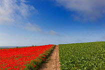Field Poppies Pavaver rhoea and Sugar beet crop in Norfolk Field UK July