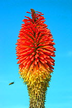 Red Hot Pokers (Kniphofia inearifolia) and wasp (Vespula sp) in garden, England, UK, August.