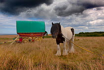 Traditional Romany vardo caravan and horse, Salthouse, Norfolk, August 2013.