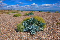 Sea Kale (Crambe maritma) on Minsmere Beach, Suffolk, England, UK, August 2013.