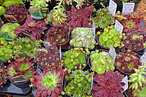 Sempervivum plants for sale at garden centre, England, UK, June.