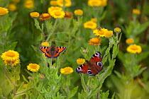 Small tortoiseshell butterfly (Aglais urticae) and Peacock butterfly (Inachis io) feeding on Common fleabane (Pulicaria dysenterica) England, UK, August.