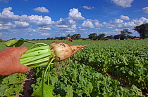 Person inspecting Sugar beet crop in drought conditions, Norfolk, August 2013.