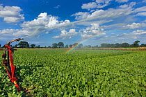 Irrigation of sugar beet crop in drought conditions, Norfolk, England, UK, August 2013
