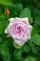 'Twice in a blue moon' hybrid tea rose, in flower, UK, June.