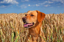Yellow Labrador and in wheat field, Norfolk, August