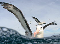 Black browed albatros (Thalassarche melanophrys), Cape Point, South Africa.