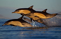 Common dolphin (Delphinus delphis), False Bay, Cape Town, South Africa, August.