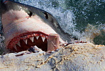 Great white shark (Carcharodon carcharias) feeding on Brydes whale carcass (Balaenoptera brydei), Seal Island, False Bay, South Africa, September.