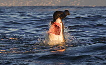 Great white shark (Carcharodon carcharias) attacking Cape fur seal (Arctocephalus pusillus), Seal Island, South Africa, August.