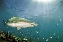 Ragged tooth shark (Carcharias taurus), De Hoop, South Africa, January.