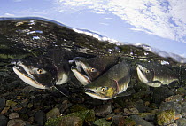 Pink Salmon (Oncorhynchus gorbuscha) fighting for the right to mate in a small shallow river, Prince William Sound, Alaska, August.