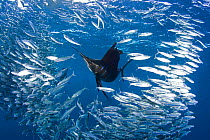 Indo Pacific Sailfish (Istiophorus platypterus) feeding on sardines (Sardina pilchardus), Isla Mujeres, Mexico, March.