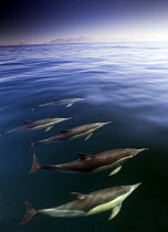 Common dolphins (Delphinus delphis), False Bay, Cape Town, South Africa, August.